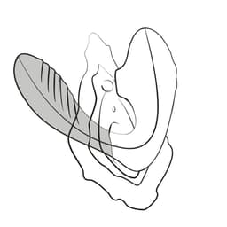 ROMP Reverb G-Punkt-Vibrator in Lila, Grafik zur Anwendung am G-Punkt